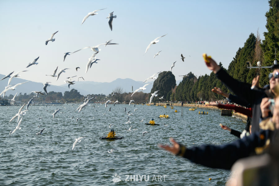 湿地公园  海鸥飞翔  鸟群飞翔 8