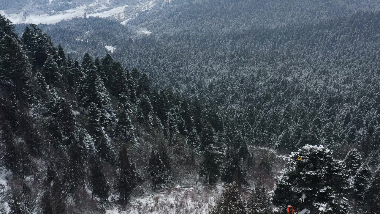 航拍大雪纷飞的鲁朗林海