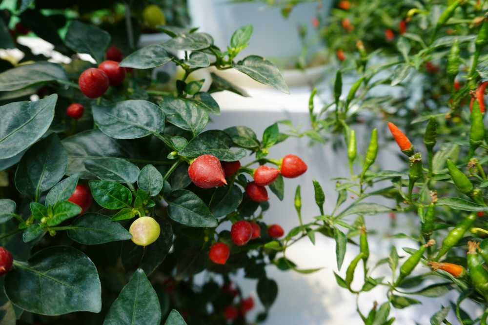 花和植物