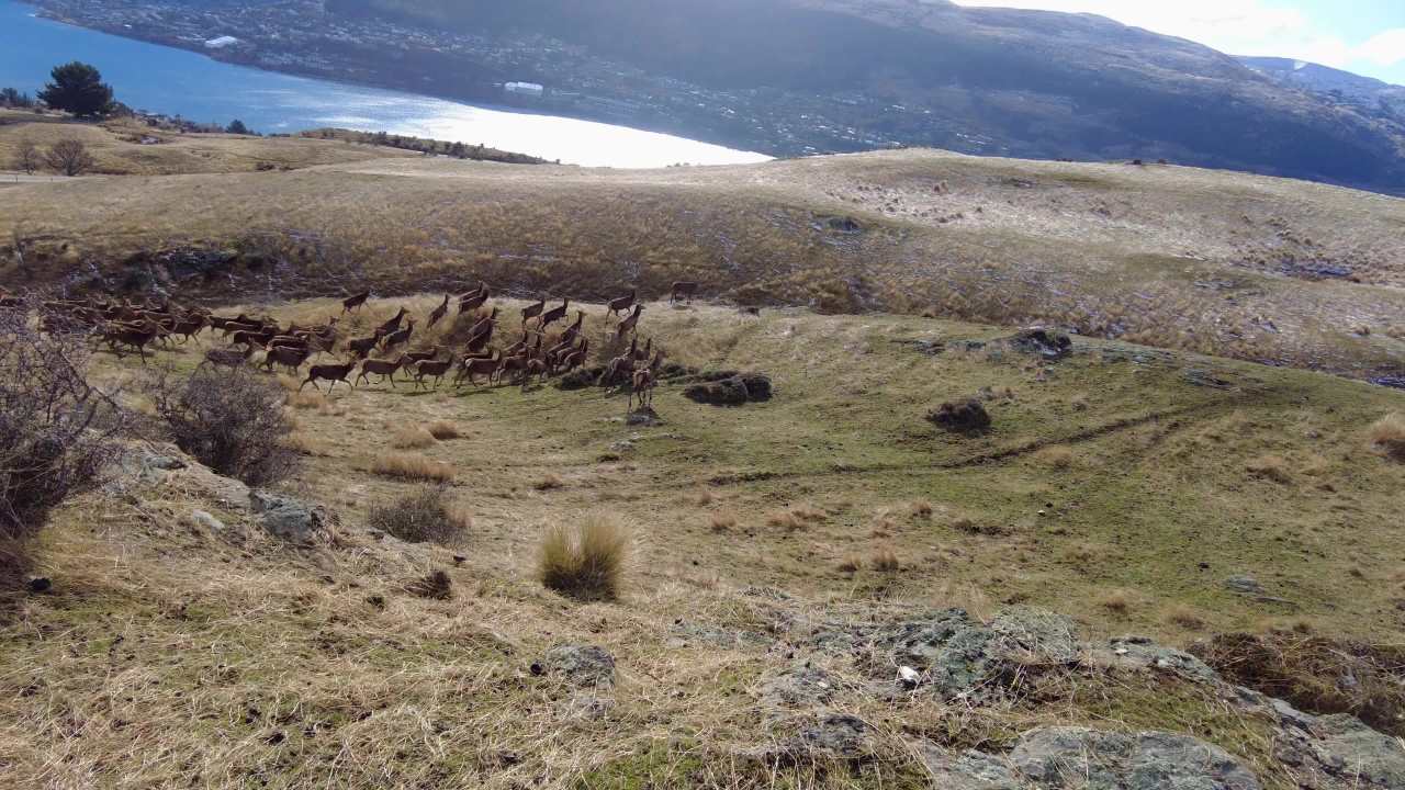 新西兰南岛皇后镇鹿苑高地鹿群和山水风光 2