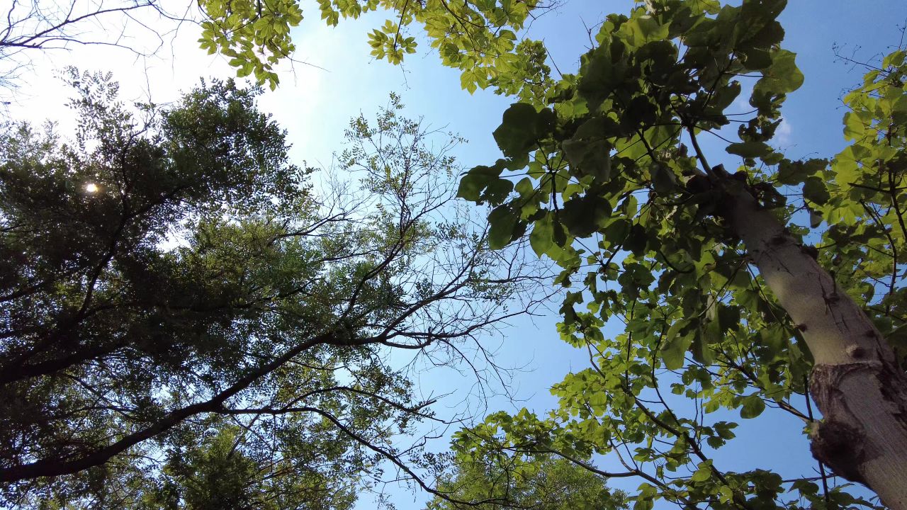 蓝天白云绿色植物树枝树叶夏日风景实拍 