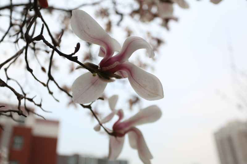 木兰花