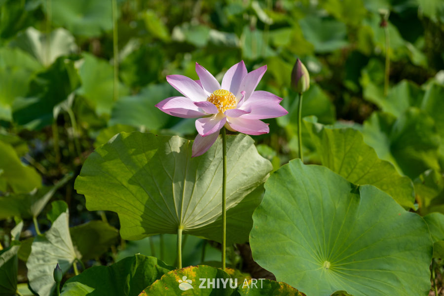 荷花 135