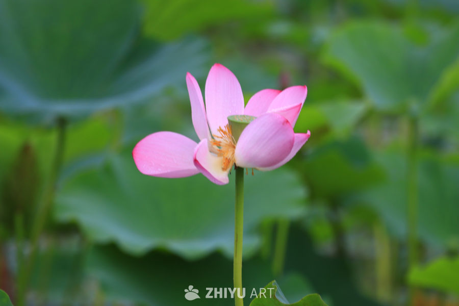 盛夏荷花 26