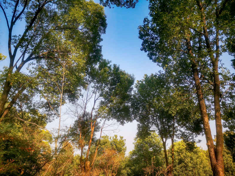 湖南省植物园各种植物摄影图 98