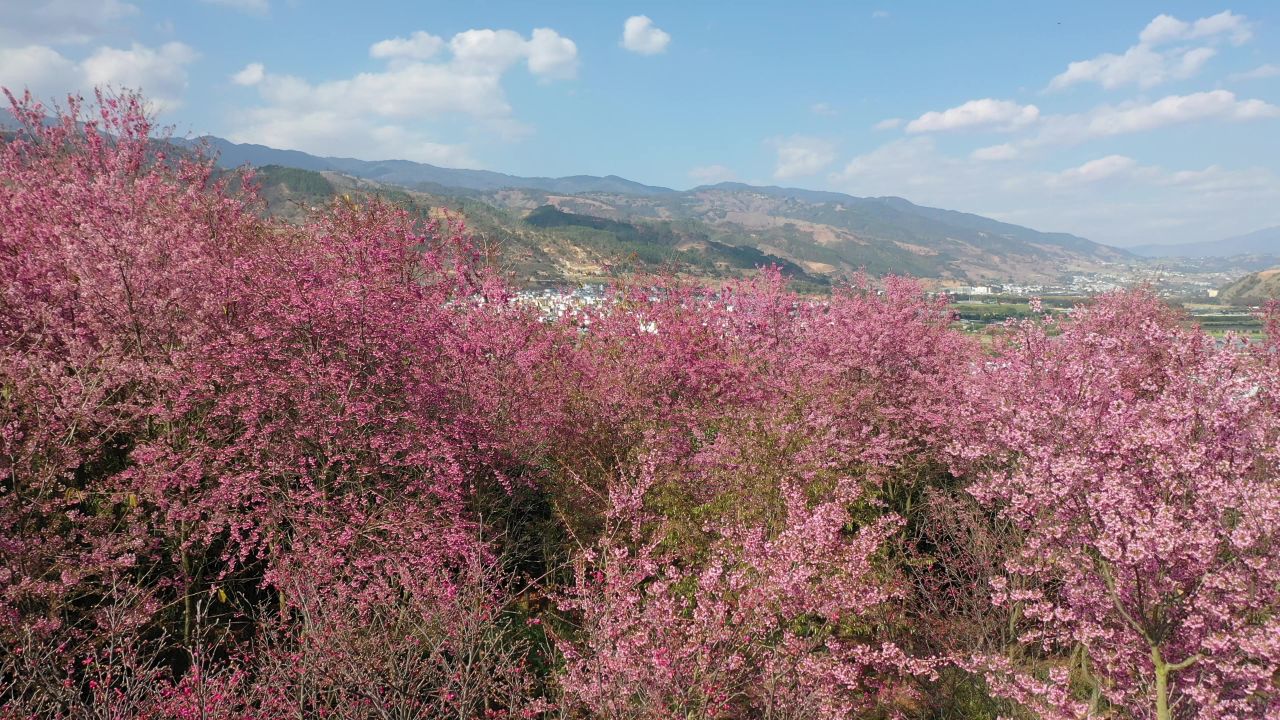 樱花航拍