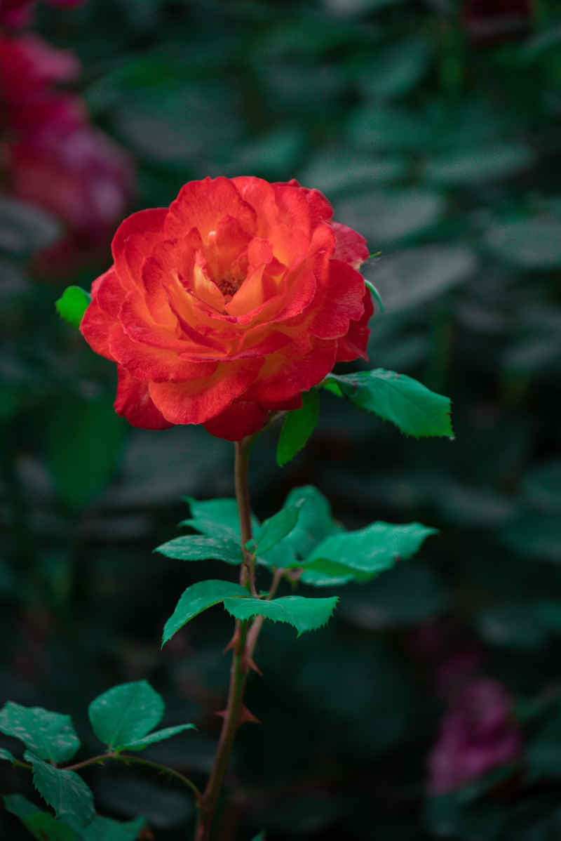 月季花