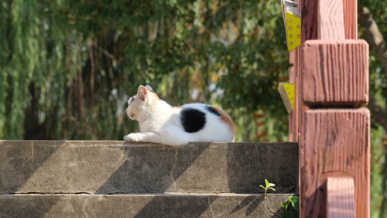 公园的小猫咪流浪猫 25