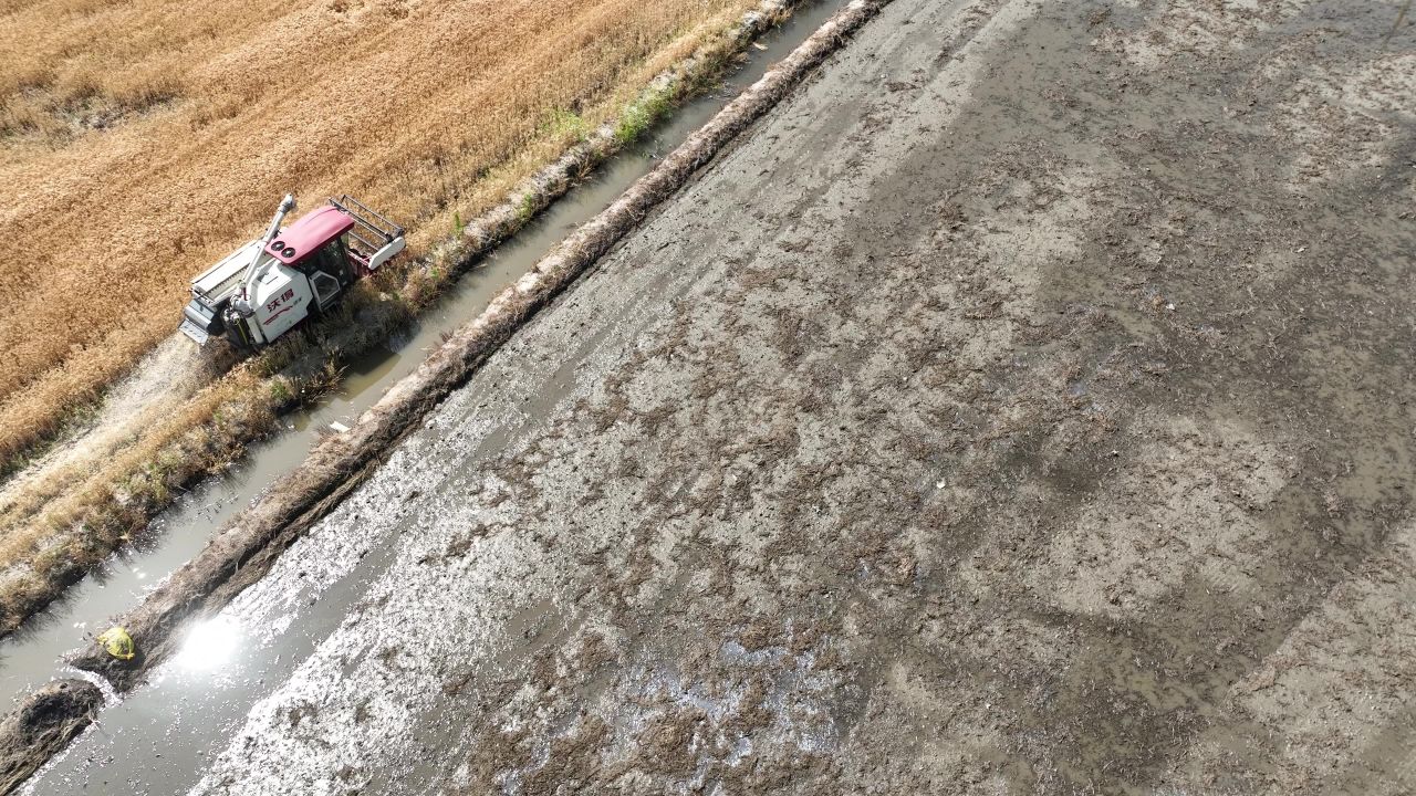 4K航拍昆山农业夏收 8