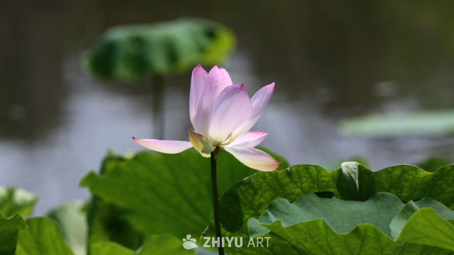 夏日荷花