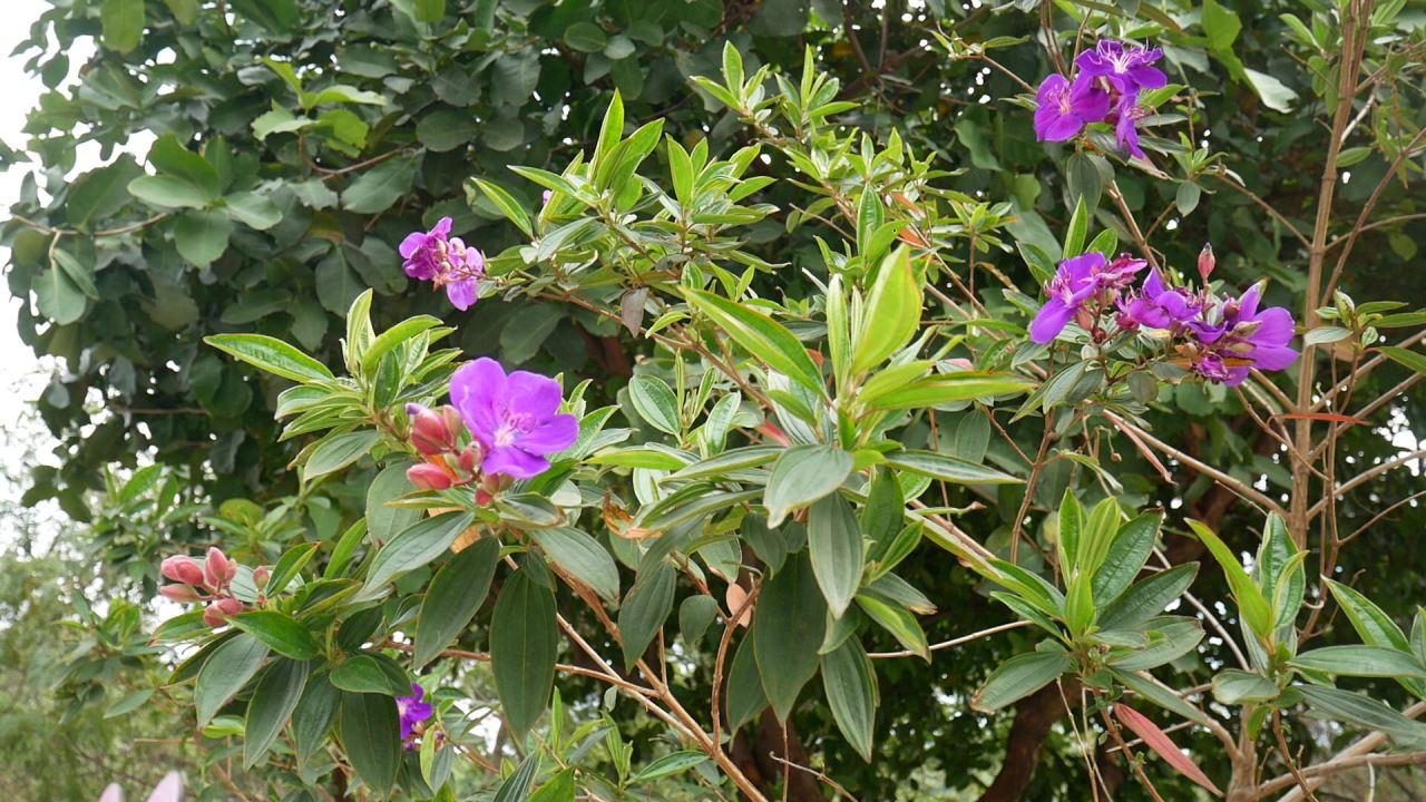 风中的角茎野牡丹