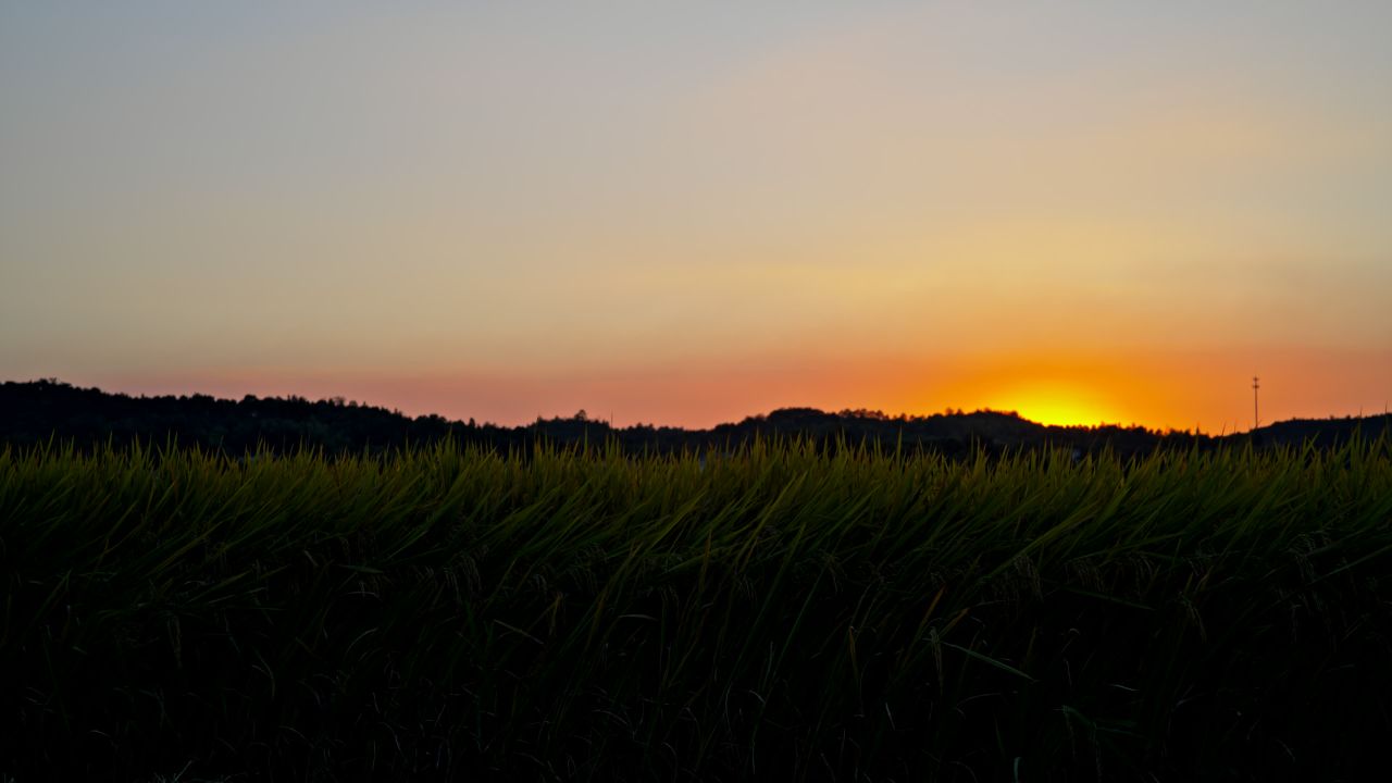 夕阳下的稻田