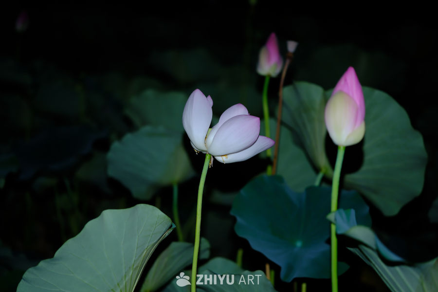 陶然亭 57