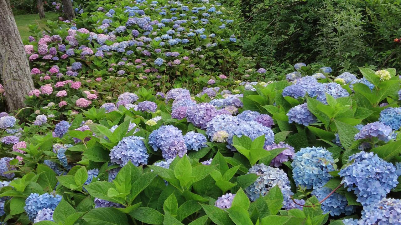 绿色植物数值数额绣球花实拍