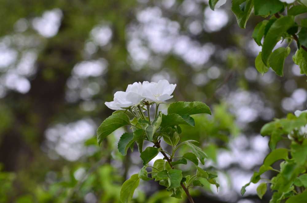 白花