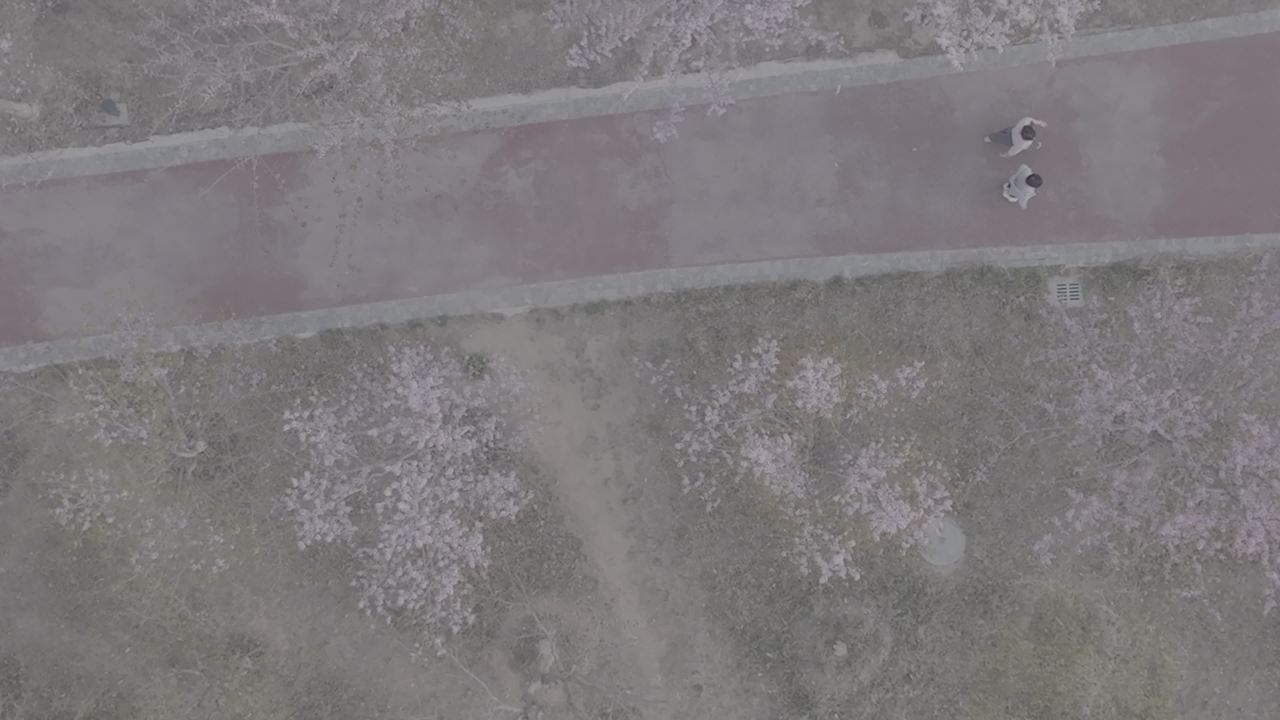 樱花下的浪漫散步