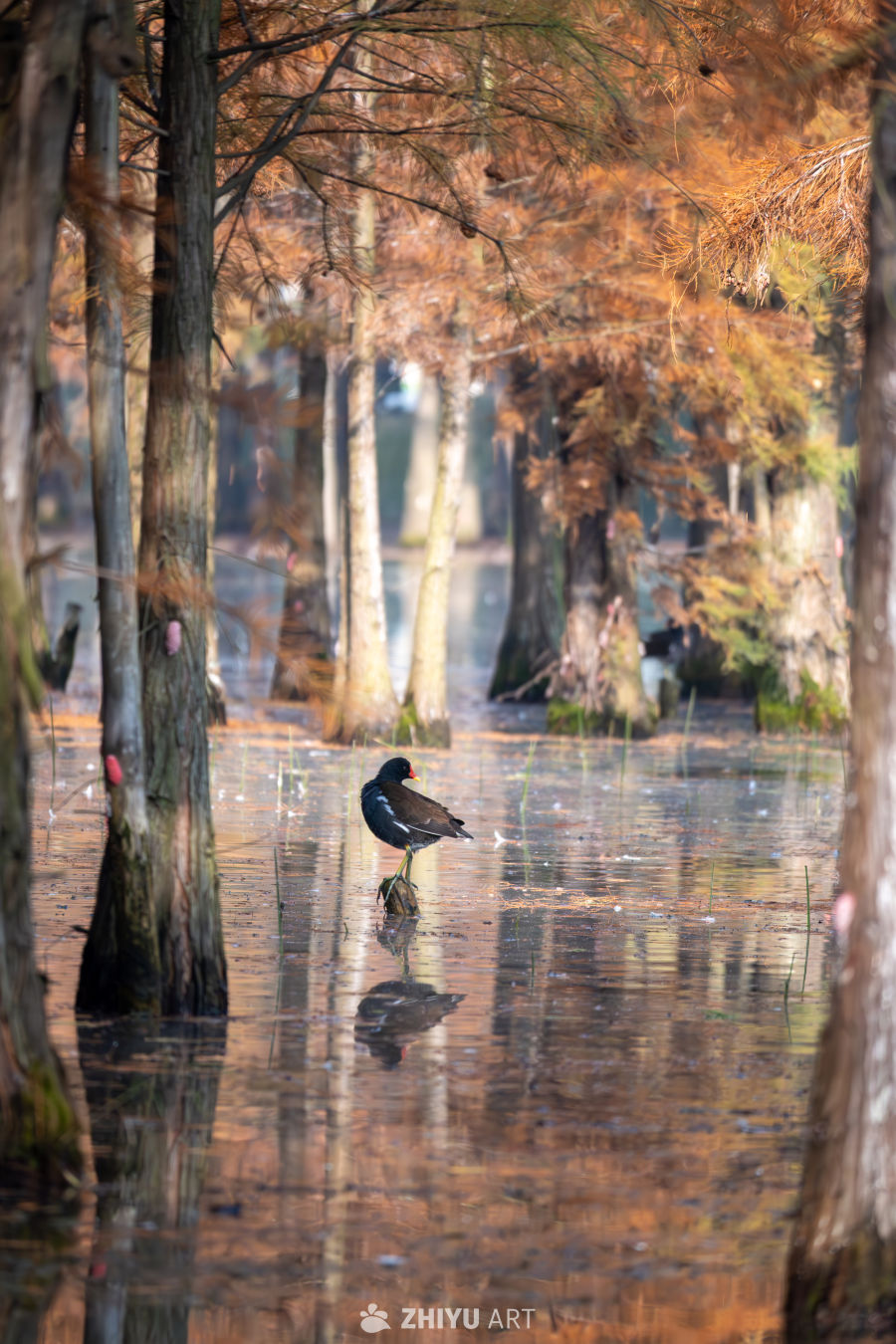 秋季的黑水鸡站在树桩上