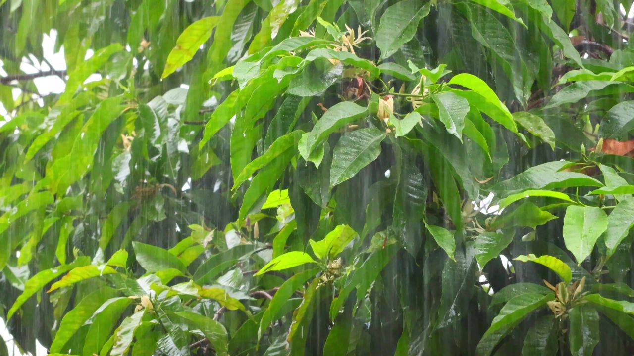 4K大雨中白兰花白兰树