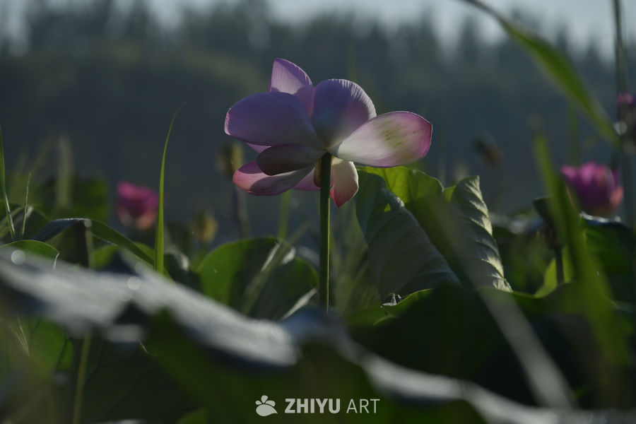 静谧的莲花