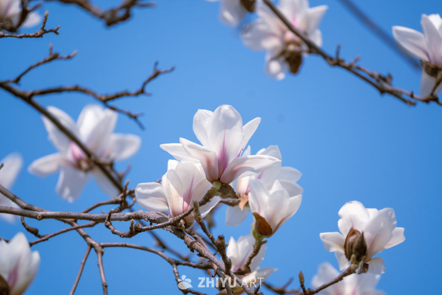 玉兰花开映蓝天