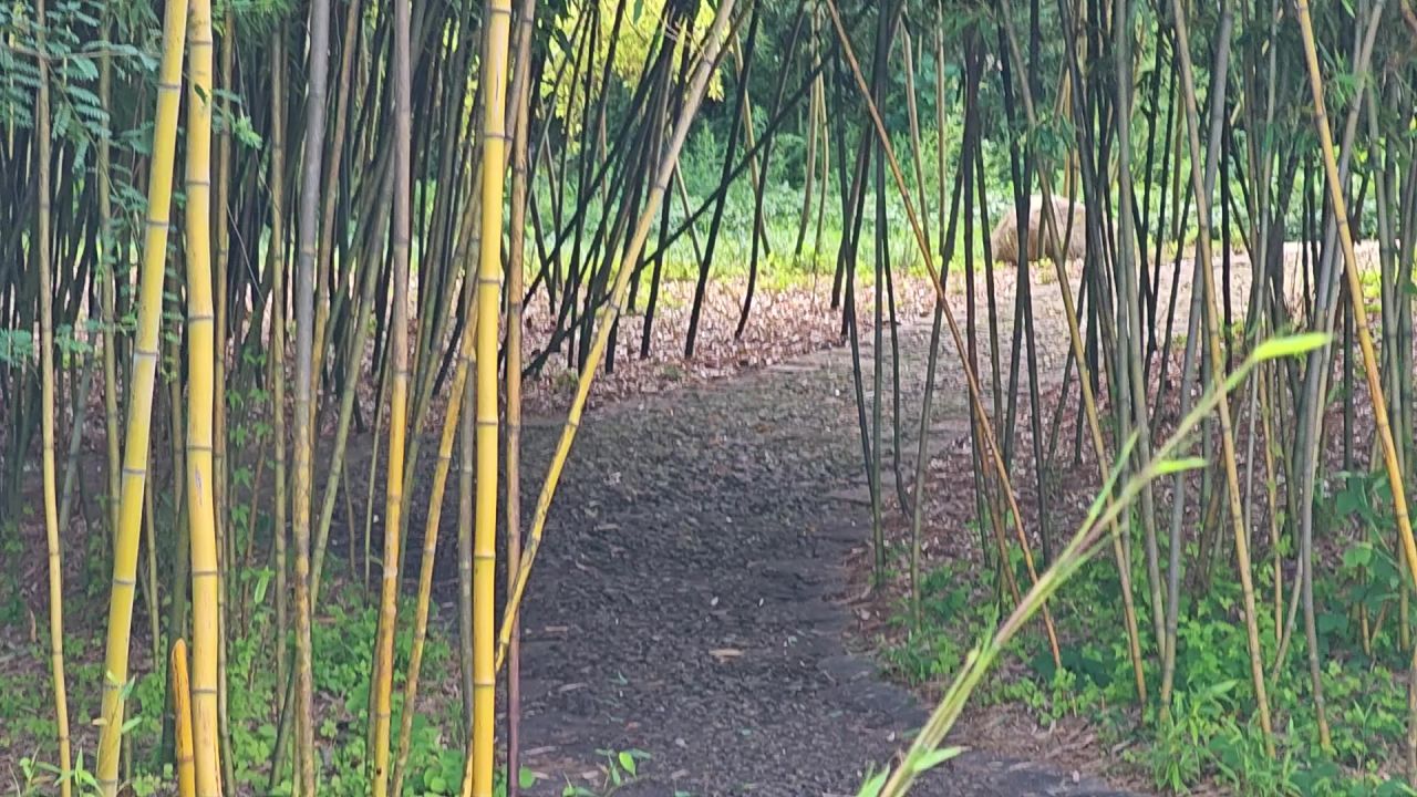 大观紫竹林