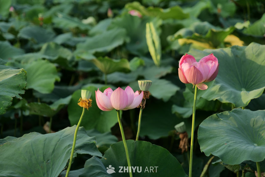 荷花 3