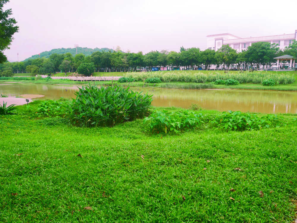 湿地公园小河边