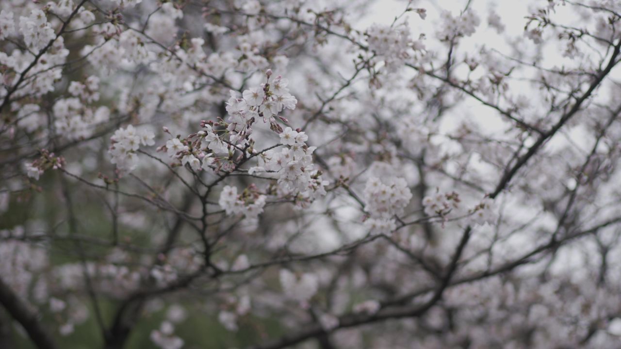 南京樱花