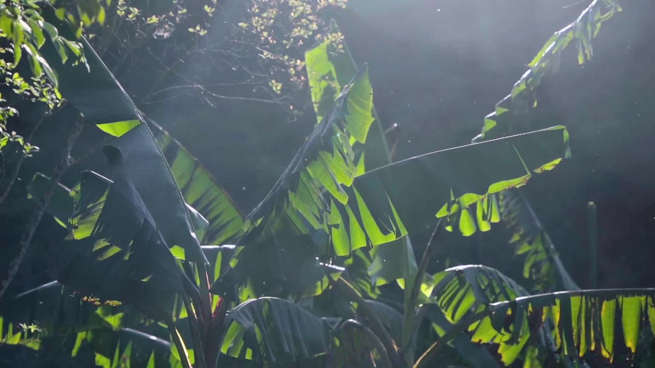 阳光下的热带雨林