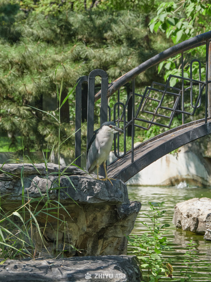 石桥边栖息的灰鹭