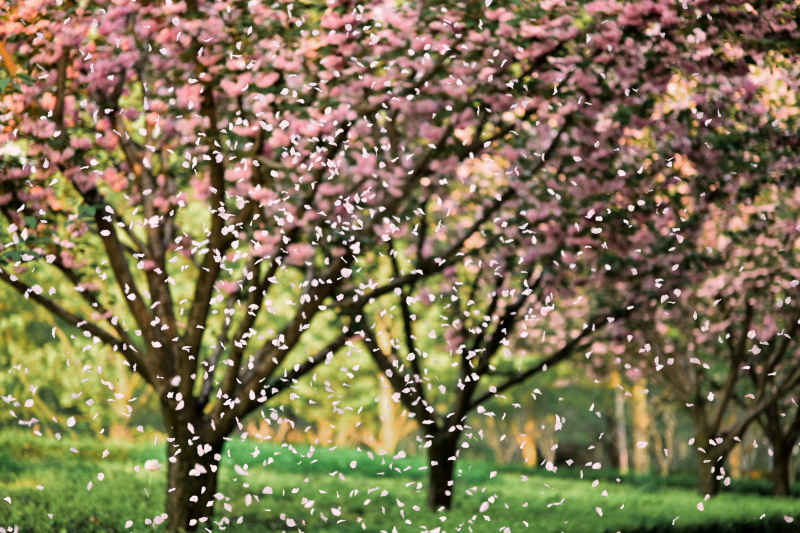 落花