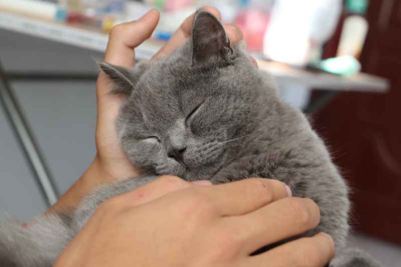 蓝猫自拍 14