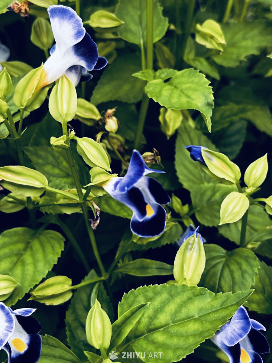 蓝白花海的宁静时光