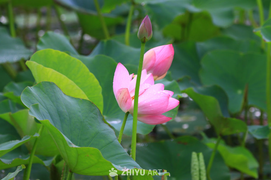 盛夏荷花 21