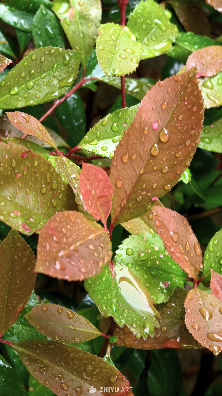 雨后红绿渐变叶片