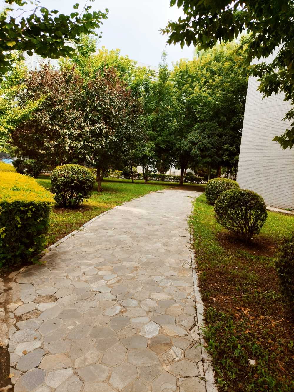 东北大学风景