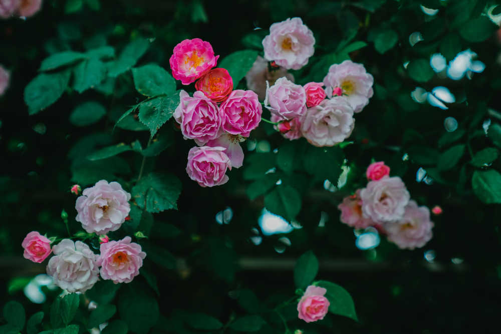 蔷薇花开