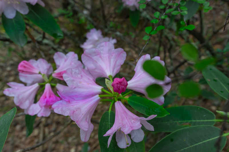 杜鹃花 3