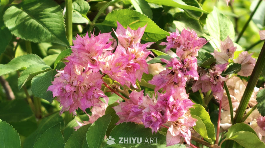 花