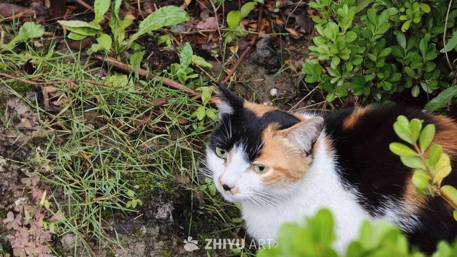 草丛中的三花小猫