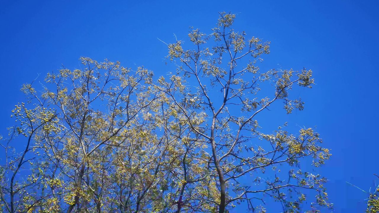 蓝天下 风吹植物 花草 实拍
