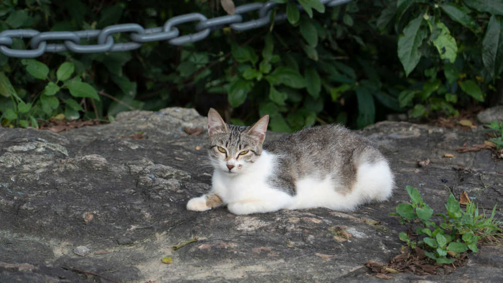 警觉的猫咪