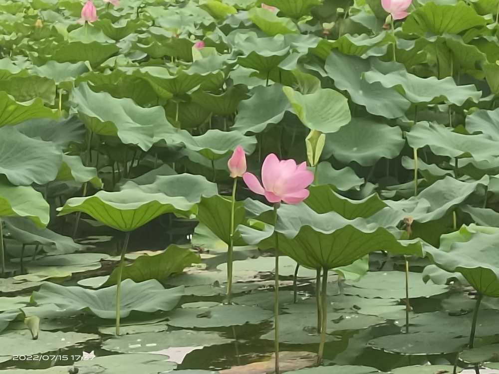 荷花