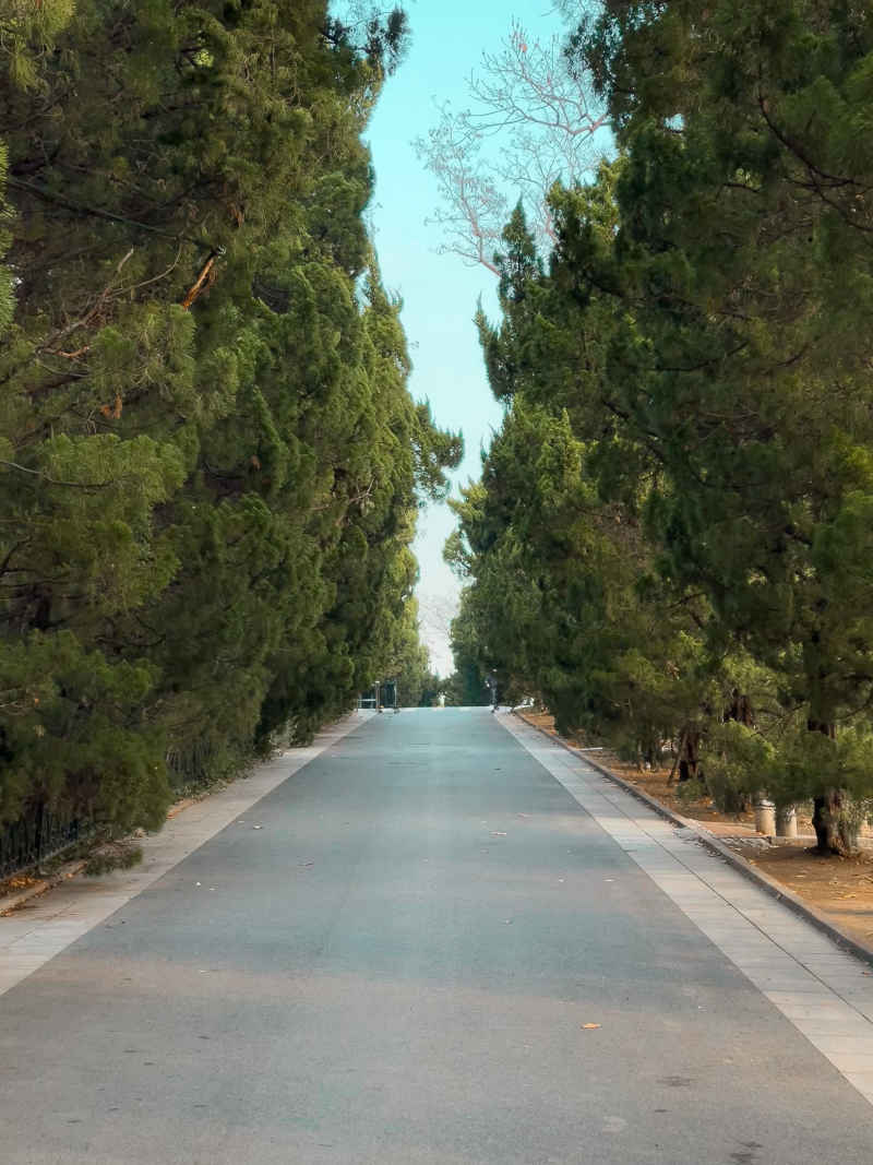 青岛临淮关路林荫小路
