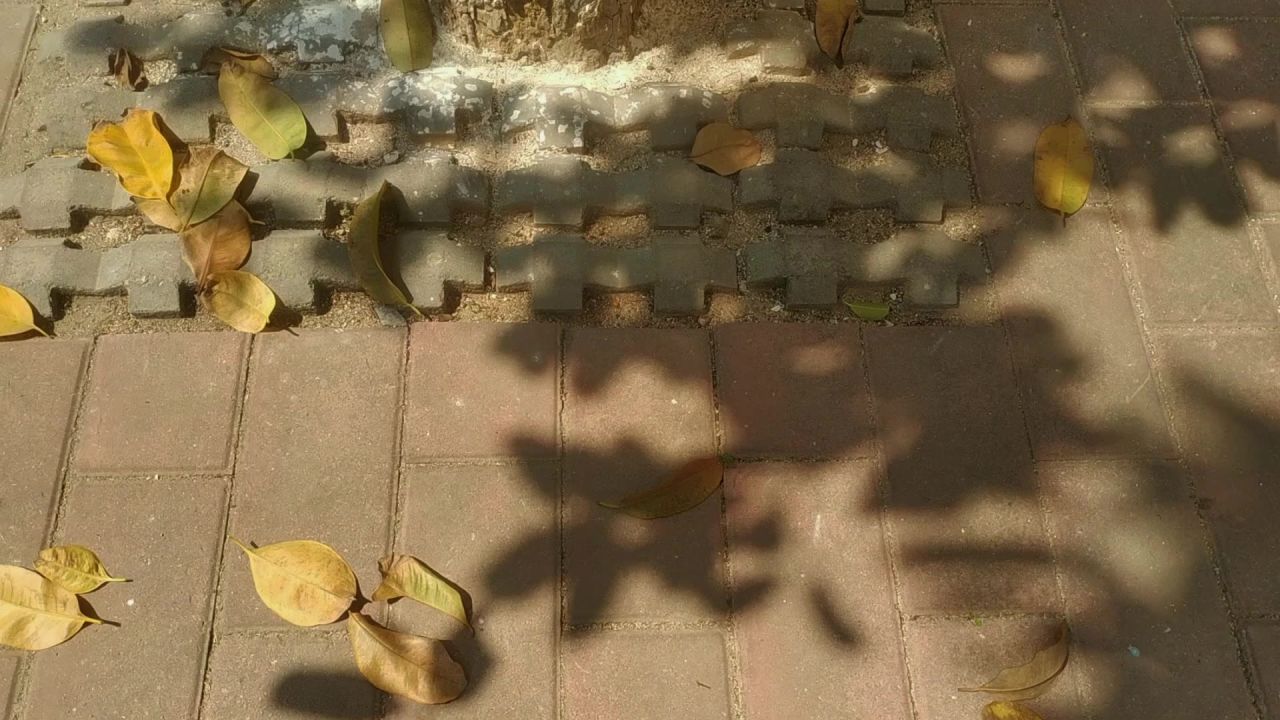 风清叶影疏