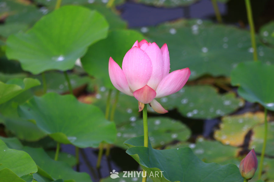 盛夏荷花 103