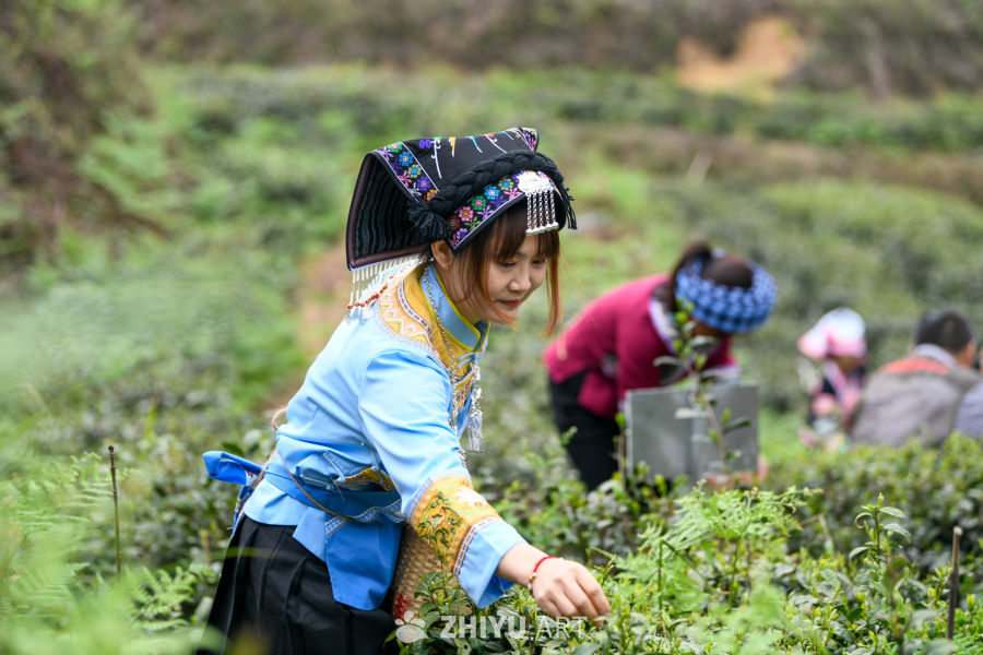 少数民族茶山采茶 5