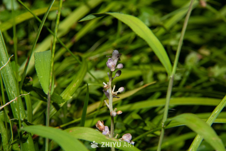 中药材与药材花 103