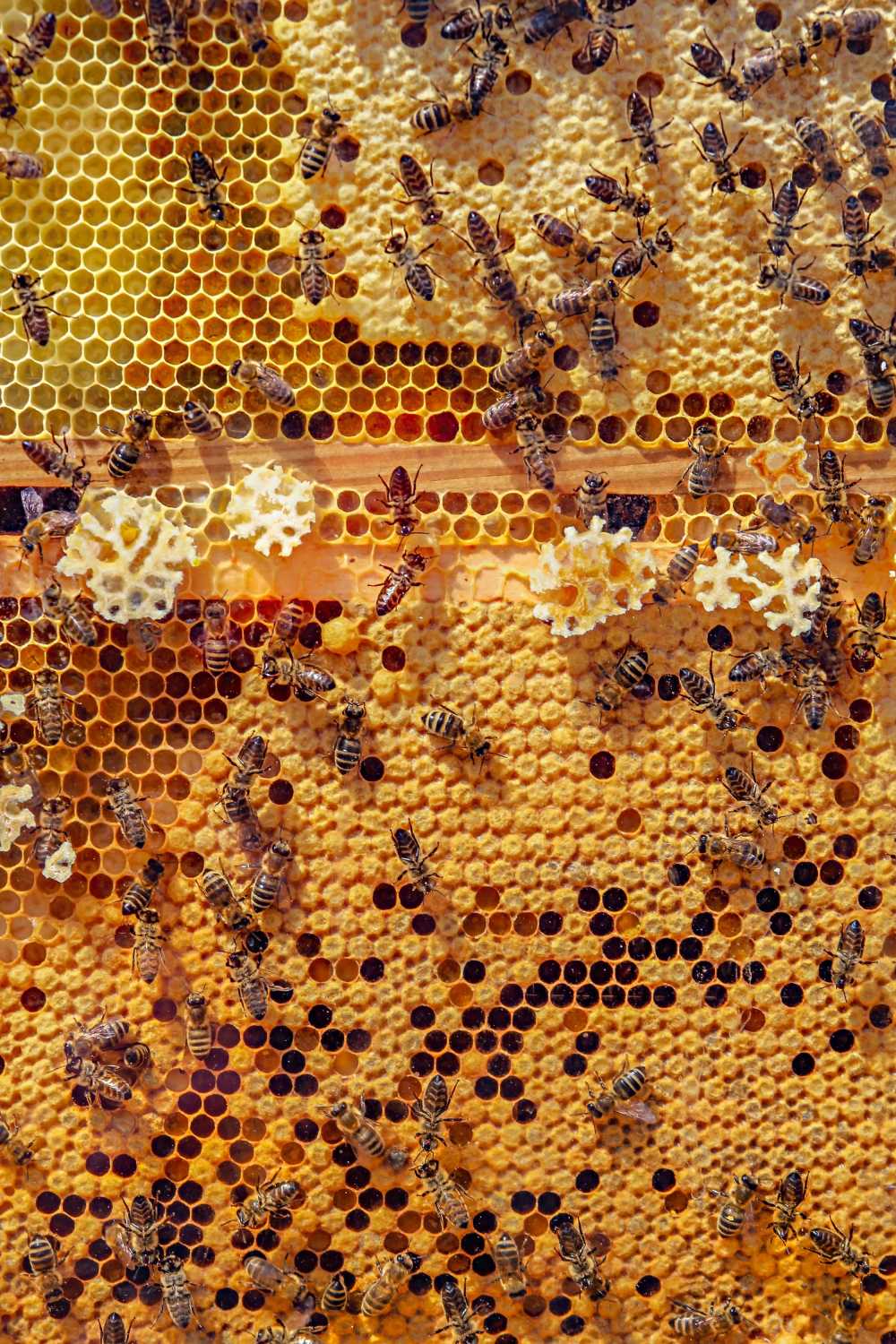蜜蜂动物蜂窝昆虫