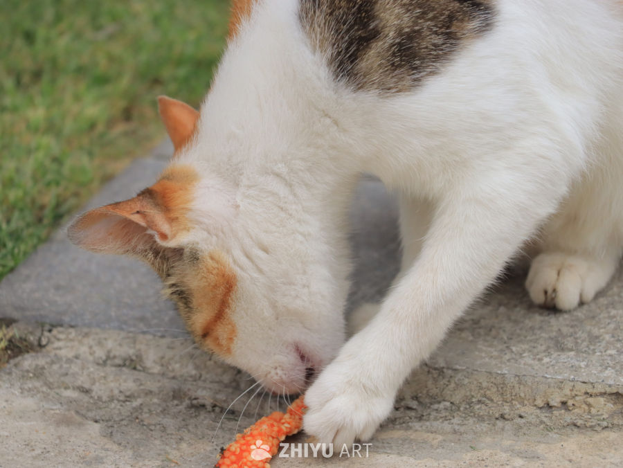 猫咪与胡萝卜的亲密时光